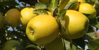 Где купить свежие яблоки Голден Делишес?