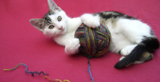 Котенок в доме: особенности ухода