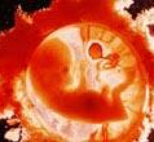 Развитие эмбриона на 3-4 месяце беременности