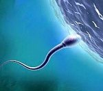Рисунок сперматозоида оплодотворяющего яйцеклетку