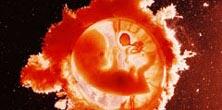 Развитие эмбриона после третьего месяца
